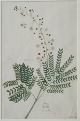 Acacia leucophloea, 1785